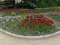 Панoрама Никитский Ботанический сад - Аллея тюльпанов
